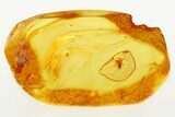 Detailed Fossil Spider (Araneae) In Baltic Amber #273197-1